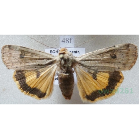 Noctua interposita (Hübner, 1790) Rolnica Czech48f